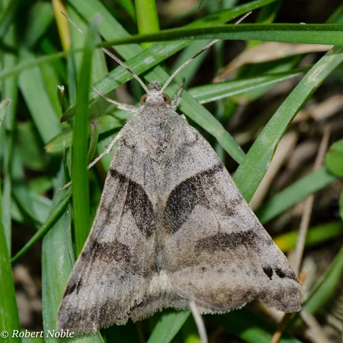 Forage Looper Moth