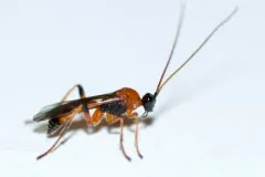 Aleiodes parasiticus thumbnail 1