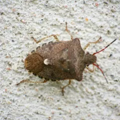 Dusky Stink Bug thumbnail 2