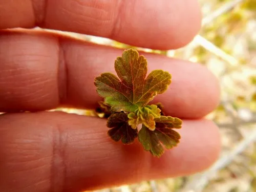 European gooseberry