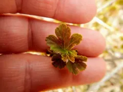European gooseberry thumbnail 1