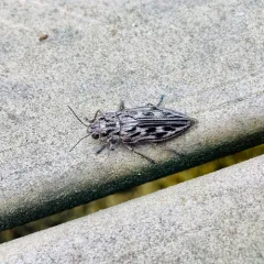 Western Sculptured Pine Borer thumbnail 3