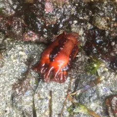 Orange Sea Cucumber thumbnail 4