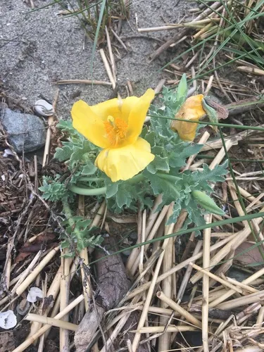 Yellow Horned Poppy