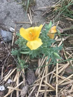 Yellow Horned Poppy thumbnail 1