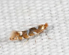 Phyllonorycter auronitens thumbnail 2