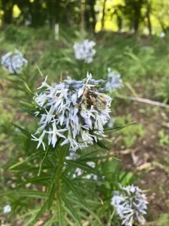 eastern bluestar thumbnail 1