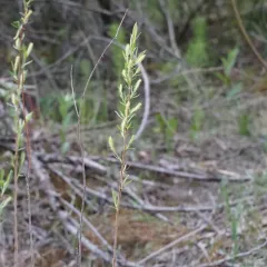 interior sandbar willow thumbnail 3