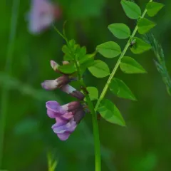 Bush Vetch thumbnail 3
