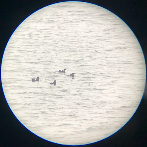 Black Guillemot
