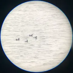 Black Guillemot thumbnail 1