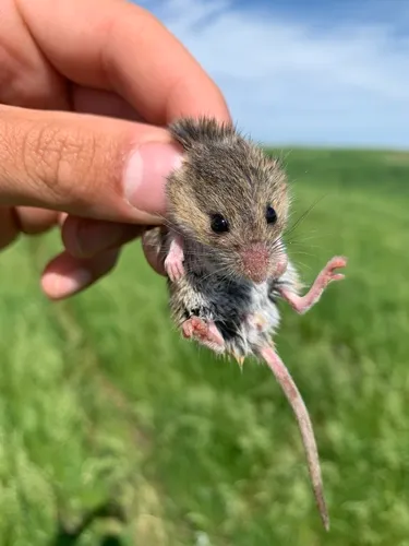 Western Harvest Mouse