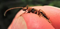 Cultellunguis larvalis thumbnail 4