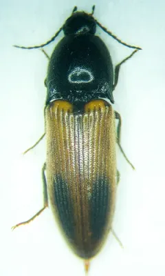 Evan's Click Beetle thumbnail 4