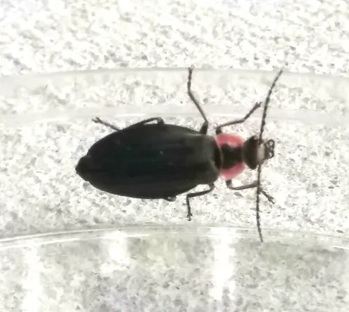 Three-ribbed Soldier Beetle