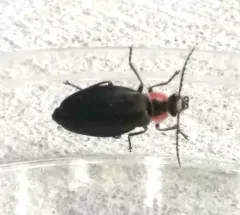 Three-ribbed Soldier Beetle thumbnail 1