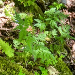 hairy sweet cicely thumbnail 2