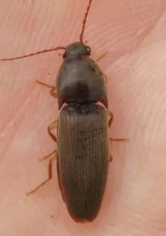 Pasture Wireworm thumbnail 4