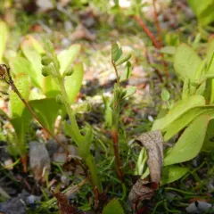 Northern twayblade thumbnail 2