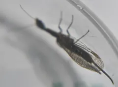 Agulla adnixa thumbnail 3