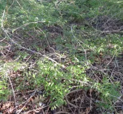 Japanese wisteria thumbnail 1