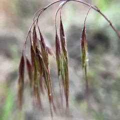 Cheatgrass thumbnail 3