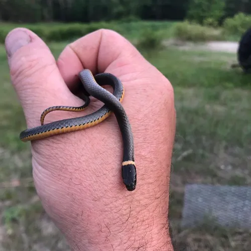 Ring-necked Snake