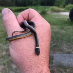 Ring-necked Snake thumbnail 1