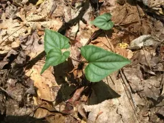 Halberd-leaved violet thumbnail 4