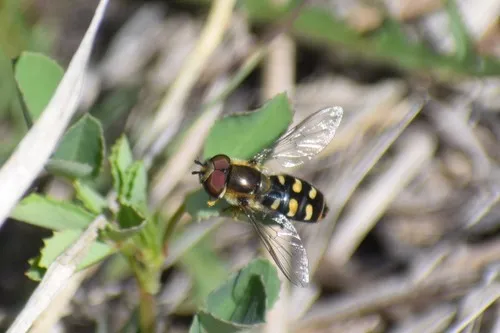 Black-tailed Aphideater