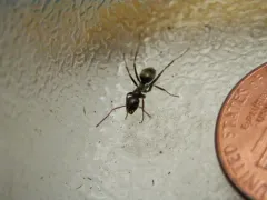 Formica accreta thumbnail 3