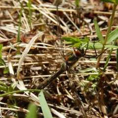 American Emerald thumbnail 4