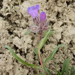 Gorman's Beardtongue thumbnail 1