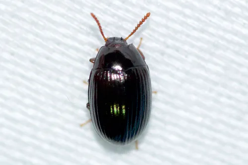 Platydema excavata