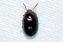 Platydema excavata thumbnail 1