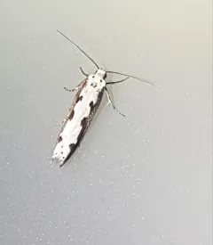 Viper's Bugloss Moth thumbnail 1