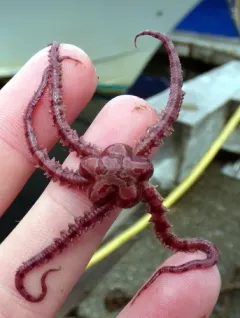Daisy Brittle Star thumbnail 2