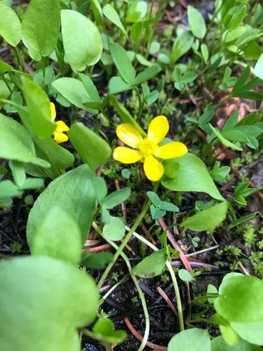Gorman's Buttercup