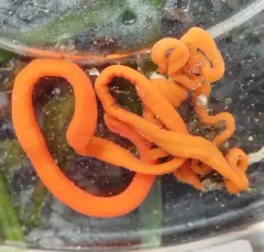 Tubulanus ruber thumbnail 4