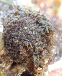 Sea Hedgehog thumbnail 1