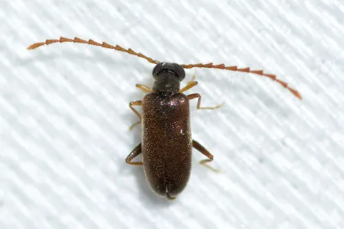 Euglenes pygmaeus