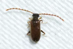Euglenes pygmaeus thumbnail 1