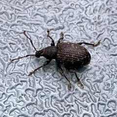 Black Vine Weevil thumbnail 2