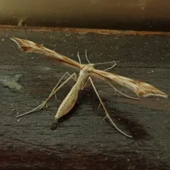 Yarrow Plume Moth thumbnail 4