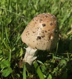 Russula-like Amanita thumbnail 2