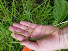 Mitchell's sedge thumbnail 1
