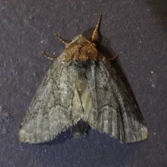 Double-lined Prominent thumbnail 2