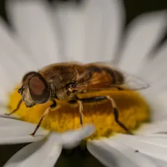 Eurasian Drone Fly thumbnail 4
