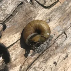 Banded Tigersnail thumbnail 2