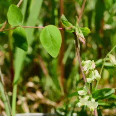 pale vetchling thumbnail 2